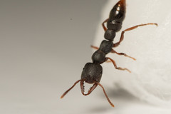 Stigmatomma rothneyi