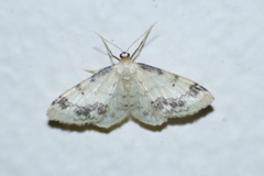 Idaea trigeminata