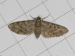 Eupithecia jejunata