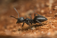 Technomyrmex brunneus