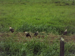 Caracara plancus