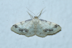Idaea trigeminata
