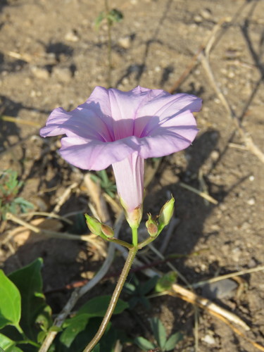 threefork morning glory