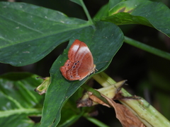 Abisara saturata