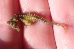 Hippocampus zosterae