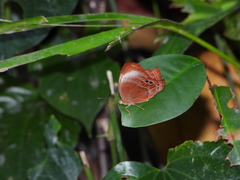 Abisara saturata
