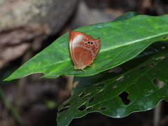 Abisara saturata