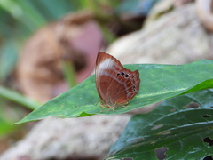 Abisara saturata