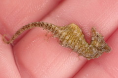 Hippocampus zosterae