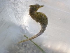 Hippocampus zosterae