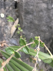 Scutellaria tashiroi