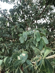 Pithecellobium dulce