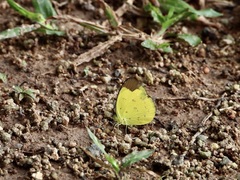 Eurema sari