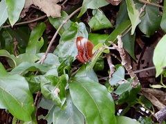 Abisara saturata