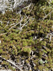 Selaginella wrightii