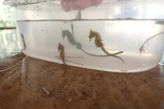 Hippocampus zosterae