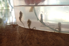 Hippocampus zosterae