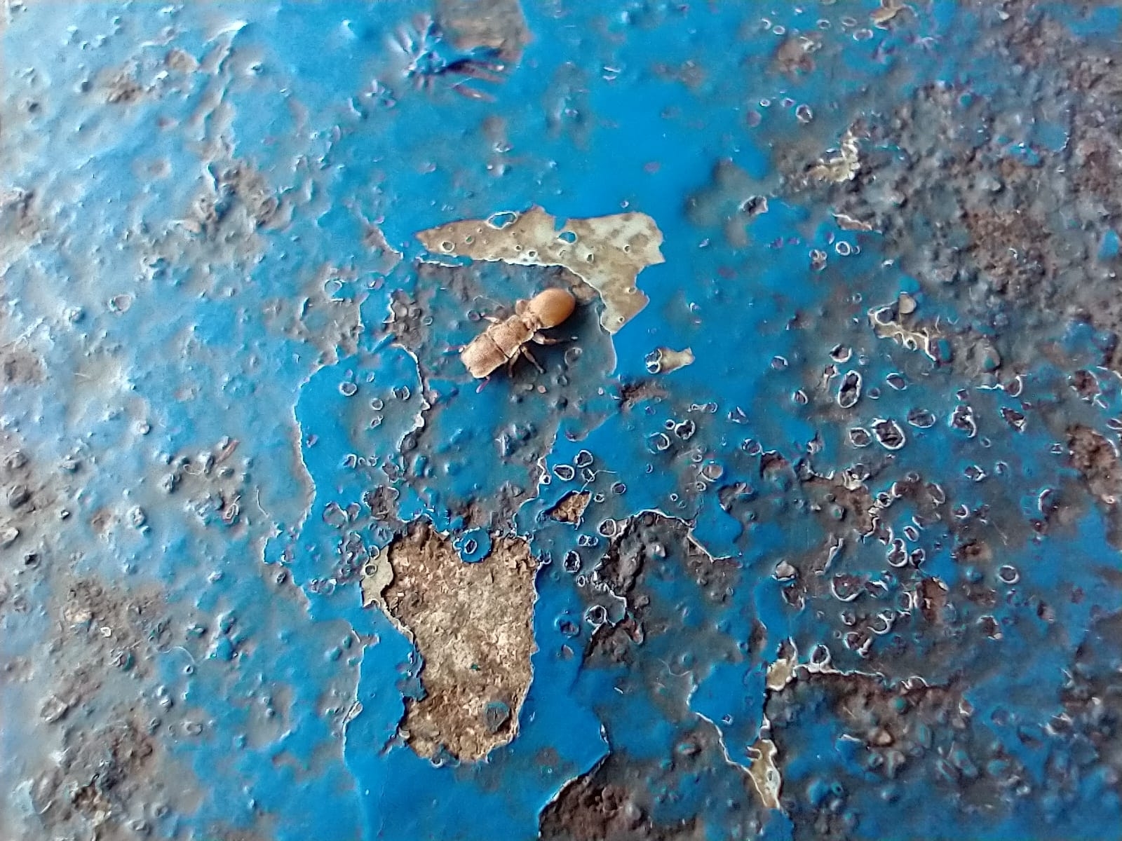 Cephalotes grandinosus
