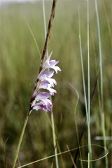 Gladiolus gregarius