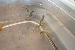 Hippocampus zosterae