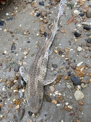 Scyliorhinus