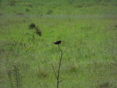 Leistes superciliaris
