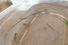 Hippocampus zosterae