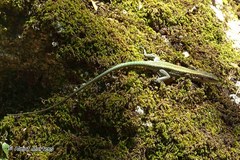 Anatololacerta pelasgiana