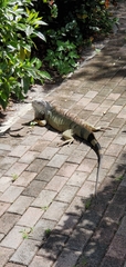 Iguana iguana