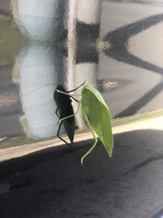 Microcentrum incarnatum