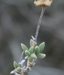 Trichodiadema calvatum