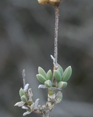 Trichodiadema calvatum