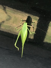 Microcentrum incarnatum