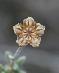 Trichodiadema calvatum