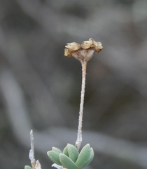 Trichodiadema calvatum