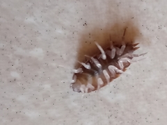 Isopoda