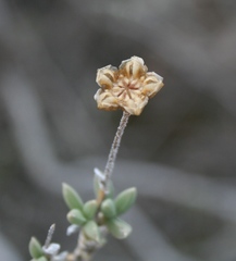 Trichodiadema calvatum