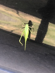 Microcentrum incarnatum