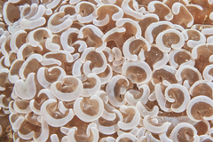 Fimbriaphyllia ancora
