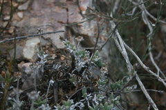 Trichodiadema calvatum