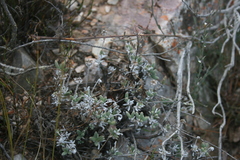 Trichodiadema calvatum