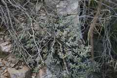 Trichodiadema calvatum