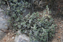 Trichodiadema calvatum