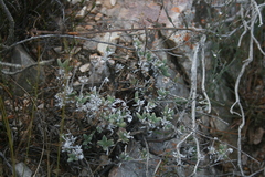 Trichodiadema calvatum