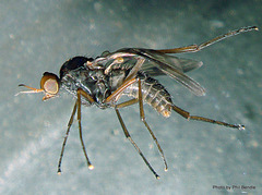 Sylvicola neozelandicus