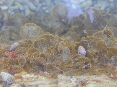 Lobophora variegata