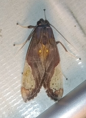 Bertholdia flavidorsata