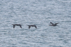 Phalacrocorax nigrogularis