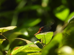 Rhodothemis rufa
