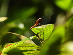 Rhodothemis rufa